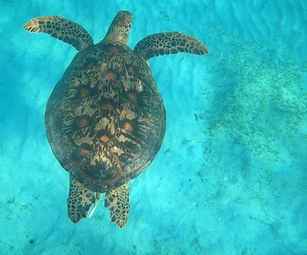 Replay outremer.story - 26/04/2026