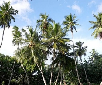 Replay Les Marquises de Stevenson / Patagonie / Italie - Invitation au voyage