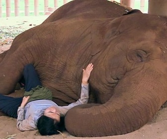 Replay La femme qui murmurait à l'oreille des éléphants