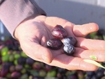 Replay La meilleure boulangerie de France - J1 : En terres provençales