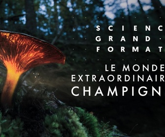 Replay Science grand format - Le monde extraordinaire des champignons