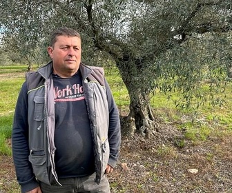 Replay Vols d'olives : les producteurs en colère - ARTE Regards
