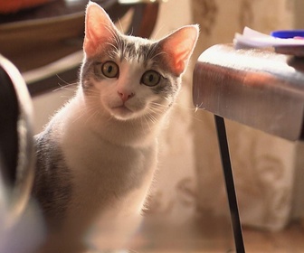Replay La vie secrète des chats - S2E7 - Le chat : meilleur ami de l'homme ?