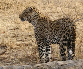 Replay La solitude du léopard