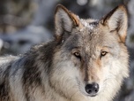 Replay Un pacte pour les loups - À la reconquête des Rocheuses