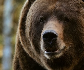 Replay Le voyage de l'ours d'Amérique du Nord - L'odyssée des animaux