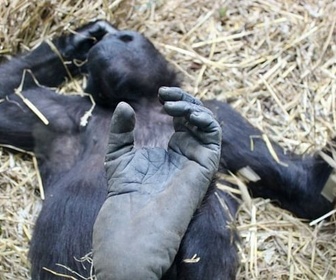 Replay La Lucarne - L'invisible zoo