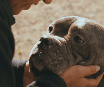 Replay Chiens et chats sans collier - Perdus sans collier, trouvé par amour