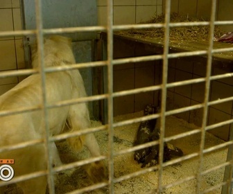 Replay Une saison au zoo - S14 E29