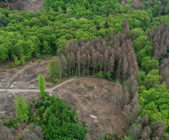 Replay Climat : l'avenir incertain de la forêt