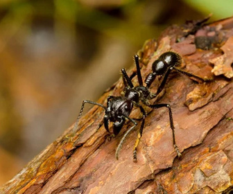 Replay L'intelligence collective des animaux