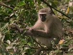 Replay Florilège - Cultures animales