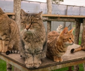 Replay La vie secrète des chats - La double vie de nos chats