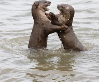 Replay Des loutres dans la ville - 15/04/2026