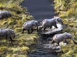 Replay Un camaïeu d'îles - Okavango, le fleuve-vie