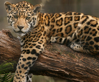 Replay Élément Terre, le reportage - Brésil : comment cohabiter avec le jaguar, plus grand félin des Amériques ?