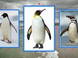 Replay Invitation au voyage - Les pingouins sont-ils manchots ?