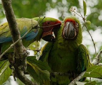 Replay Les alliés de la forêt - Les animaux, sauveurs des forêts tropicales