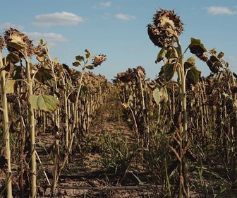 Replay Urgence climatique : un défi mondial - Climat : tout faire pour redescendre sous la barre des 1,5° de réchauffement