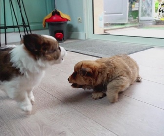 Animaux à adopter replay