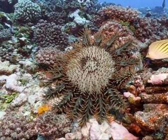 Replay L'île de Moorea - Un écrin de nature dans le Pacifique