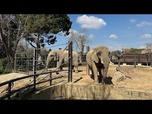 Replay Ce zoo espagnol aide les éléphants âgés à vieillir en beauté