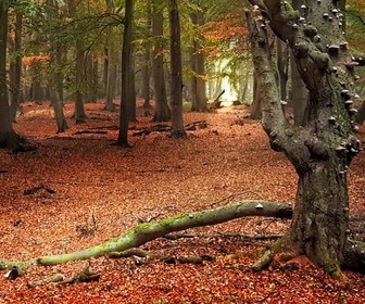 Replay Montagnes, forêts et marais - Paysages d'Europe