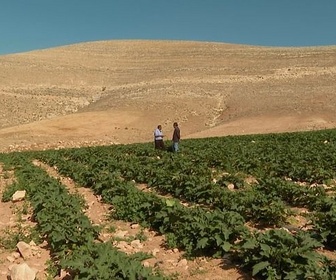 Replay Jordanie : le royaume aux pieds d'argile - L'agriculture au compte-goutte