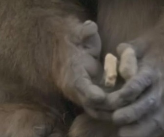 Replay Florilège - Cultures animales