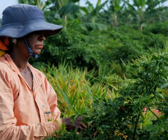 Replay Les maîtres du piment