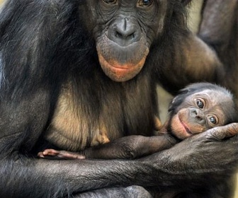 Replay Ces primates si proches de l'homme - Les grands singes