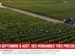 Replay BFM Première - Des vendanges extrêmement précoces dans l'Aube