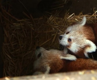 Replay Parc de Cerza, au plus près des animaux - S1E1 - Episode 1