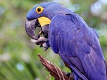 Replay Pantanal, l'autre Brésil sauvage - Merveilles de la nature