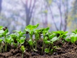 Replay Élément Terre - Des plantes pour guérir les sols pollués
