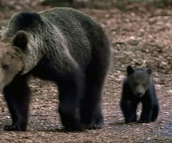 Replay Vivre avec les ours des Carpates - Corridors sauvages