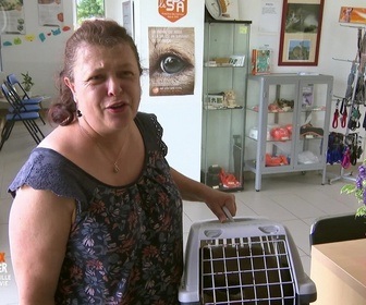 Replay Animaux à adopter - Teck, Snoopy et Lucky