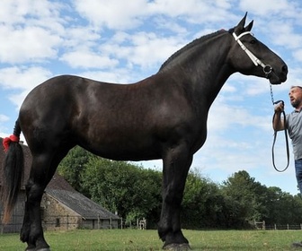 Replay Percheron, le retour du cheval de trait - 360° Reportage