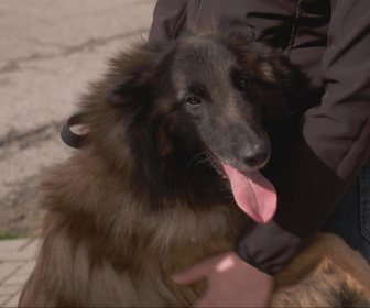 Replay Chiens et chats sans collier - Un foyer pour chacun