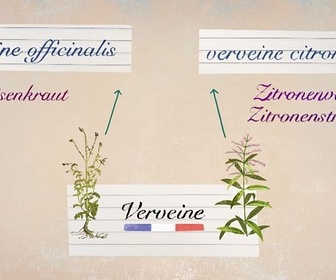 Replay Le Bic / Les pharmacies allemandes / La verveine - Karambolage