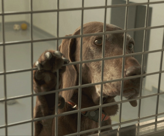 Replay Chiens et chats sans collier - Une rentrée pleine d'émotions