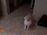 Replay Hell's cat : mon chat est un cauchemar