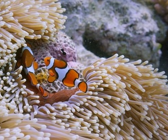 Replay Venins : la double promesse - Les prédateurs de la Grande Barrière de corail
