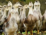 Replay Paysans du monde - Pays Basque : Canard Basque