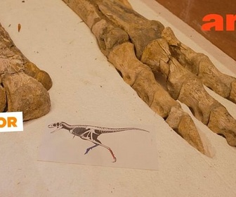 Replay Trafic de fossiles de dinosaures - ARTE Journal Junior de mardi