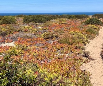 Replay Sud-Ouest Alentejano et Costa Vicentina - Les parcs naturels portugais