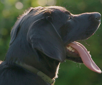 Replay Chiens et chats sans collier - Un refuge, des destins