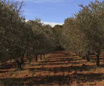 Replay Les Carnets de Julie - Les Saveurs de l'huile d'olive