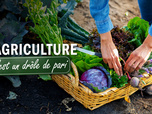 Replay L'agriculture, c'est un drôle de pari