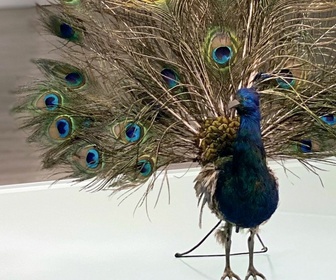 REPLAY LE CANARD DE VAUCANSON, L'AUTOMATE DISPARU Faire l'histoire